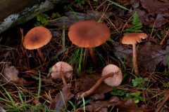Laccaria laccata - The Deceiver, Longshaw NT, Derbyshire.