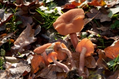 Laccaria laccata - The Deceiver, Clumber Park NT, Notts.