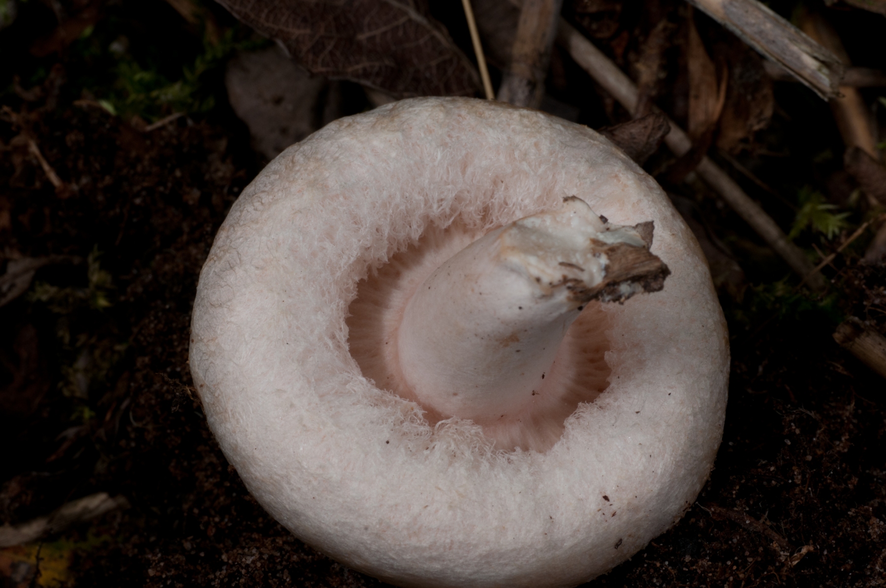 Lactarius-pubescens-Bearded-Milkcap-2