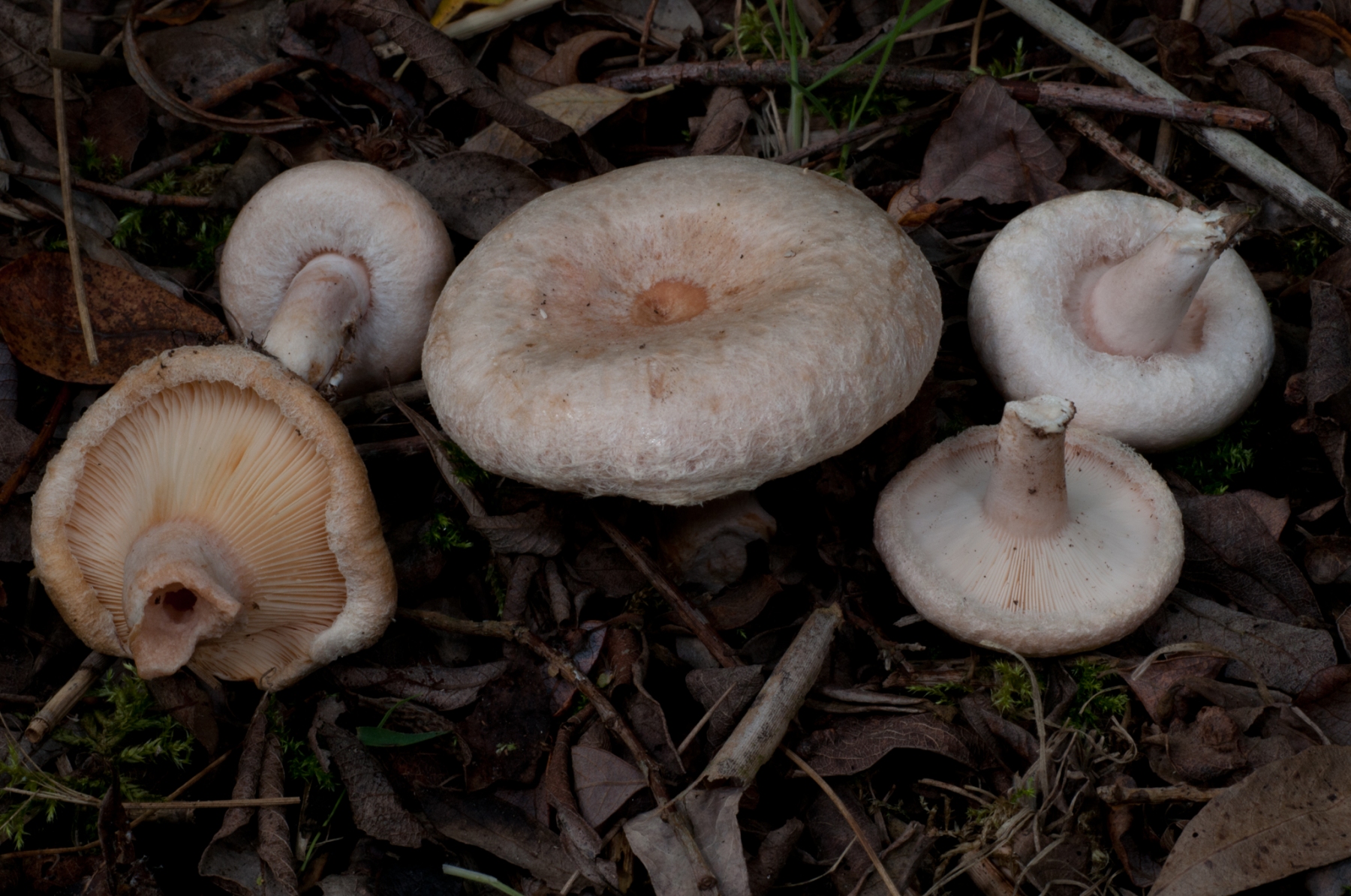 Lactarius-pubescens-Bearded-Milkcap