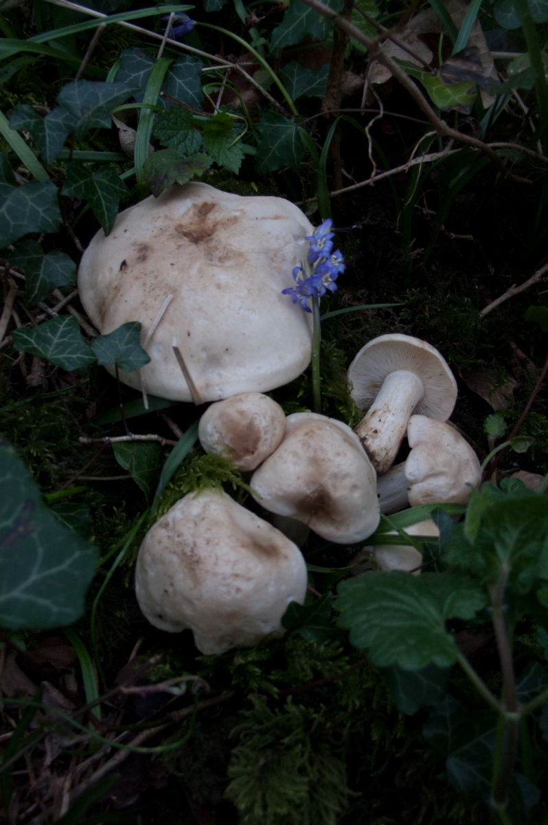Calocybe gambosa - St George's Mushroom, Anston Stones Wood.