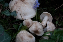 Calocybe gambosa - St George's Mushroom, Anston Stones Wood.