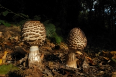 Parasol Mushroom - Macrolepiota procera, Lindrick Common, Notts.