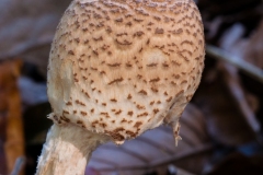 Parasol Mushroom - Macrolepiota procera, Longshaw NT, Derbyshire.