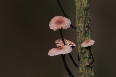 Marasmius androsaceus - Horsehair Parachute, Sherwood Pines, Notts.
