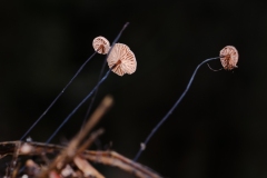 Marasmius androsaceus - Horsehair Parachute, Sherwood Pines, Notts.