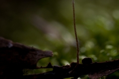 Marasmius setosus, Sherwood Pines.