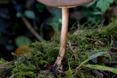 Melanoleuca polioleuca, Eckington Wood, Derbyshire.