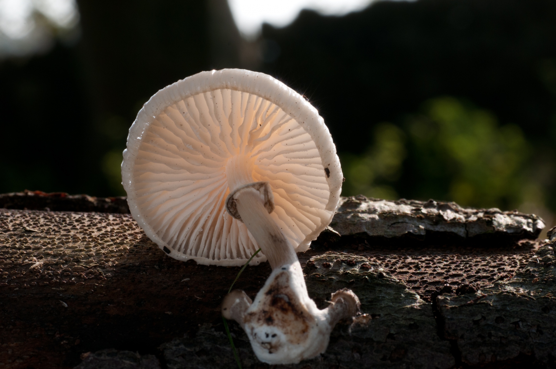 Oudemansiella mucida - Porcelain fungus, Clumber Park NT, Notts.