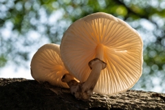 Oudemansiella mucida - Porcelain Fungus, Longshaw NT, Derbyshire.
