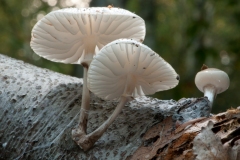 Oudemansiella mucida - Porcelain fungus, Clumber Park NT, Notts.