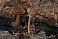 Pluteus umbrosus - Velvet Shield, Clumber Park NT, Notts.