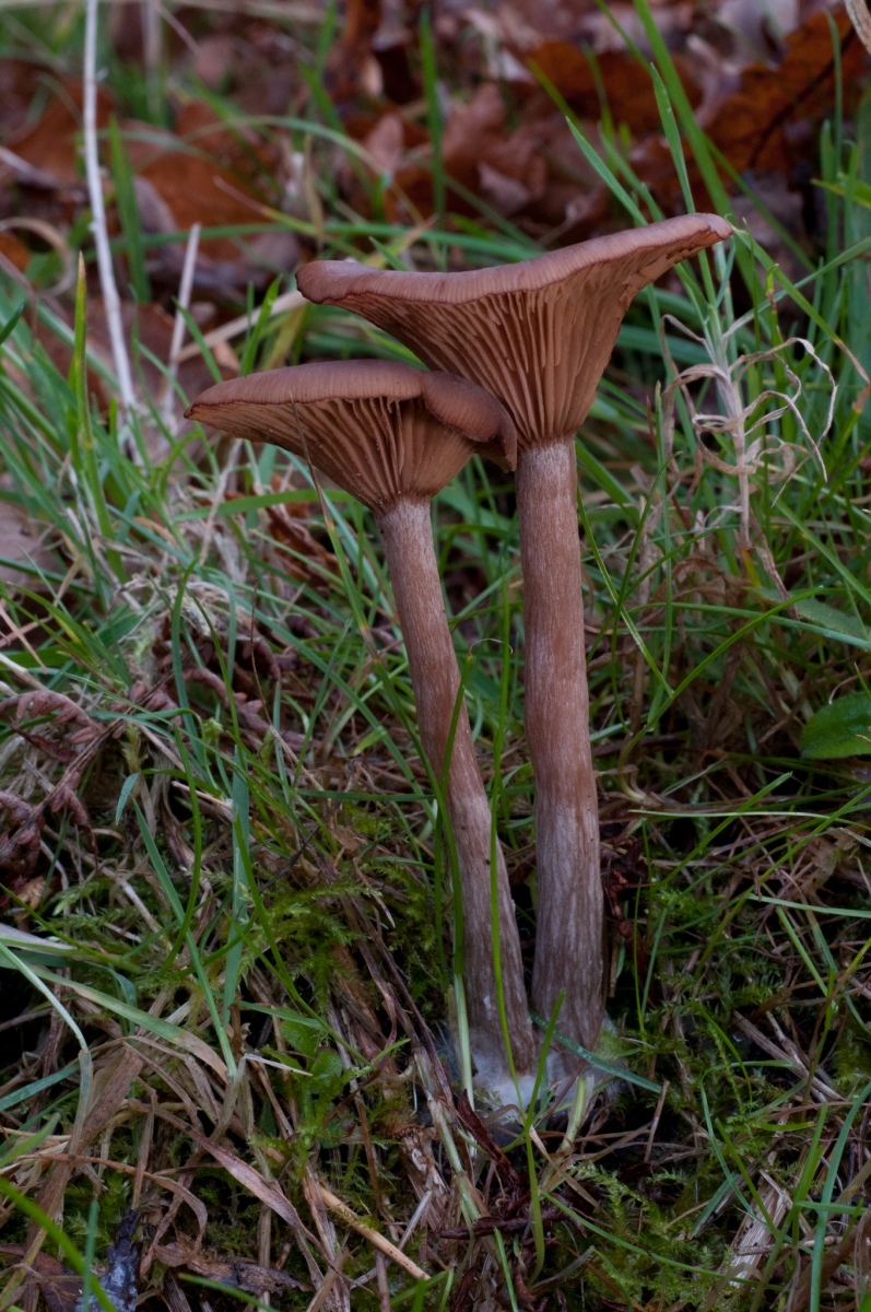 Pseudoclitocybe cyathiformis - The Goblet, Clumber Park NT, Notts.