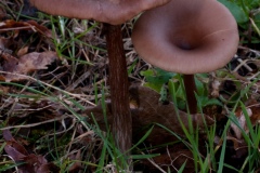 Pseudoclitocybe cyathiformis - The Goblet, Clumber Park NT, Notts.
