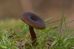 The Goblet - Pseudoclitocybe cyathiformis, Treswell Wood NR, Notts.