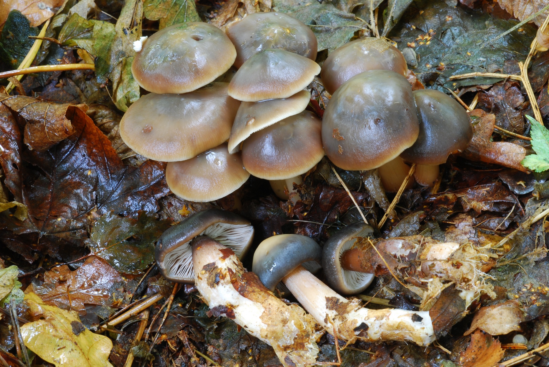 Rhodocollybia butyracea - Butter Cap, Clumber Park NT, Notts.