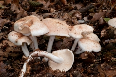Rhodocollybia maculata, Clumber Park NT, Notts.