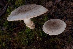 Tricholoma cingulatum, Lound, Notts.