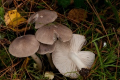 Tricholoma terreum - Grey Knight, Clumber Park, Notts.