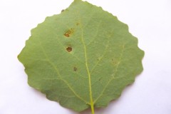 Phyllocoptes populi a Gall mite on Aspen leaf ( lower surface).