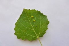 Phyllocoptes populi a Gall mite on Aspen leaf ( upper surface)
