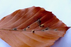 Hartigiola annulipes a Gall Midge, Potteric Carr (upper surface in Autumn).