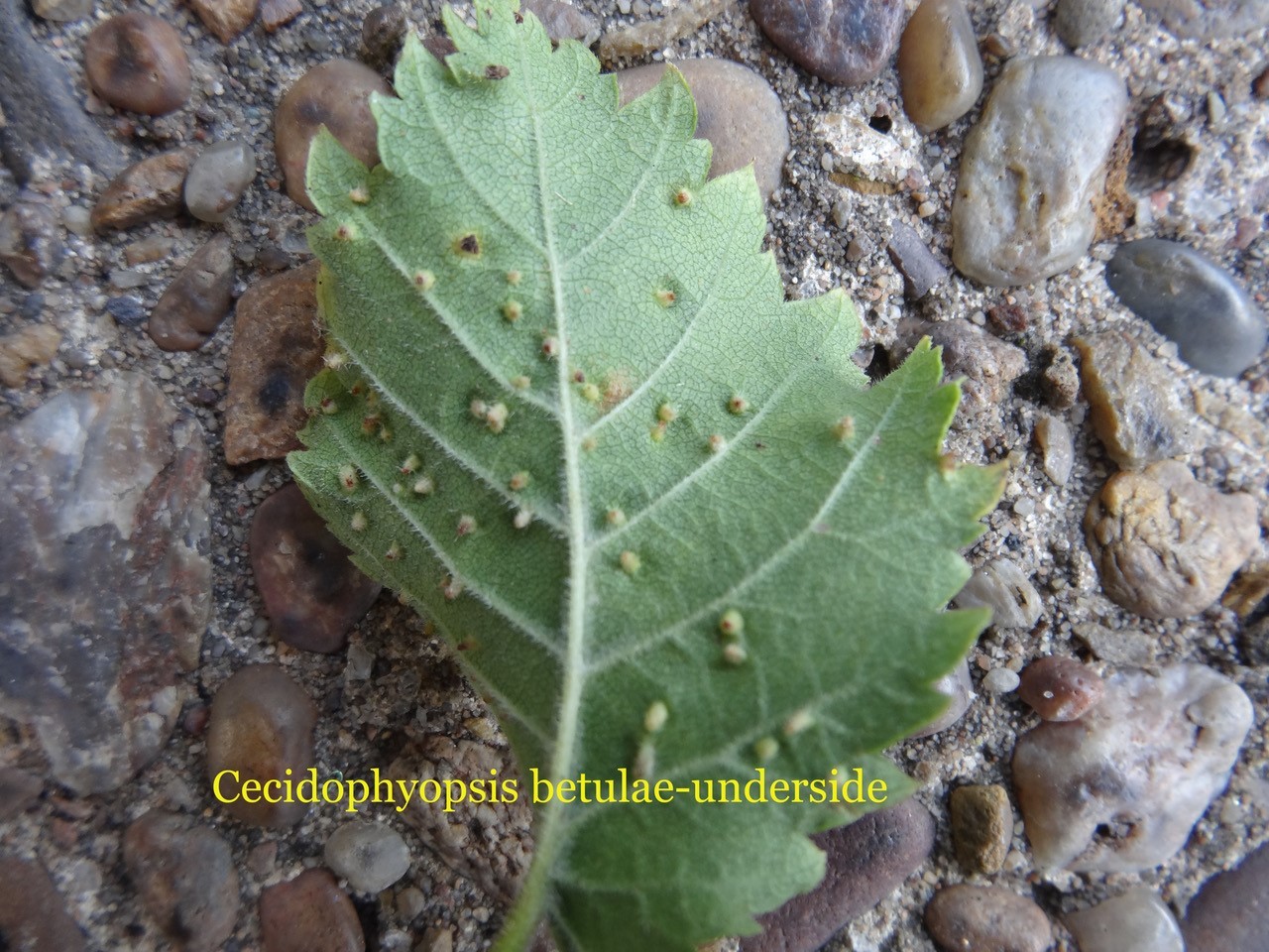 Cecidopyopsis betulae, a gall mite, on Silver Birch, Potteric Carr (lower surface).