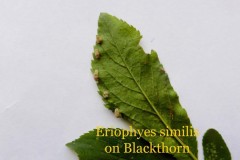 Eriophyes similis (mite) on Blackthorn, Sandal Beat Wood