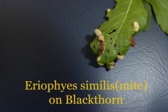 Eriophyes similis (mite) on Blackthorn, Sandal Beat Wood