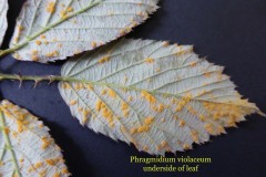 Phragmidium violaceum (underside leaf).