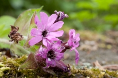 Microbotryum lychnidis-dioicae in anthers of Red Campion (Silene dioica), Worsborough CP.