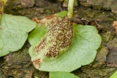 Uromyces ficariae - Bitter Chocolate Rust, Anston Stones Wood.