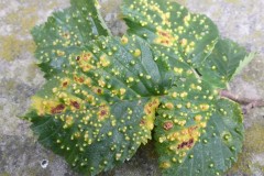 Aceria campestricola - Mite gall on English Elm , Wentworth Garden Centre