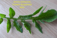 Aceria centaurea on Greater Knapweed, Edenthorpe, Doncaster (upper and under surface of leaf)