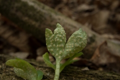 Puccinia albescens - Moschatel Rust, Barrow Hills NR