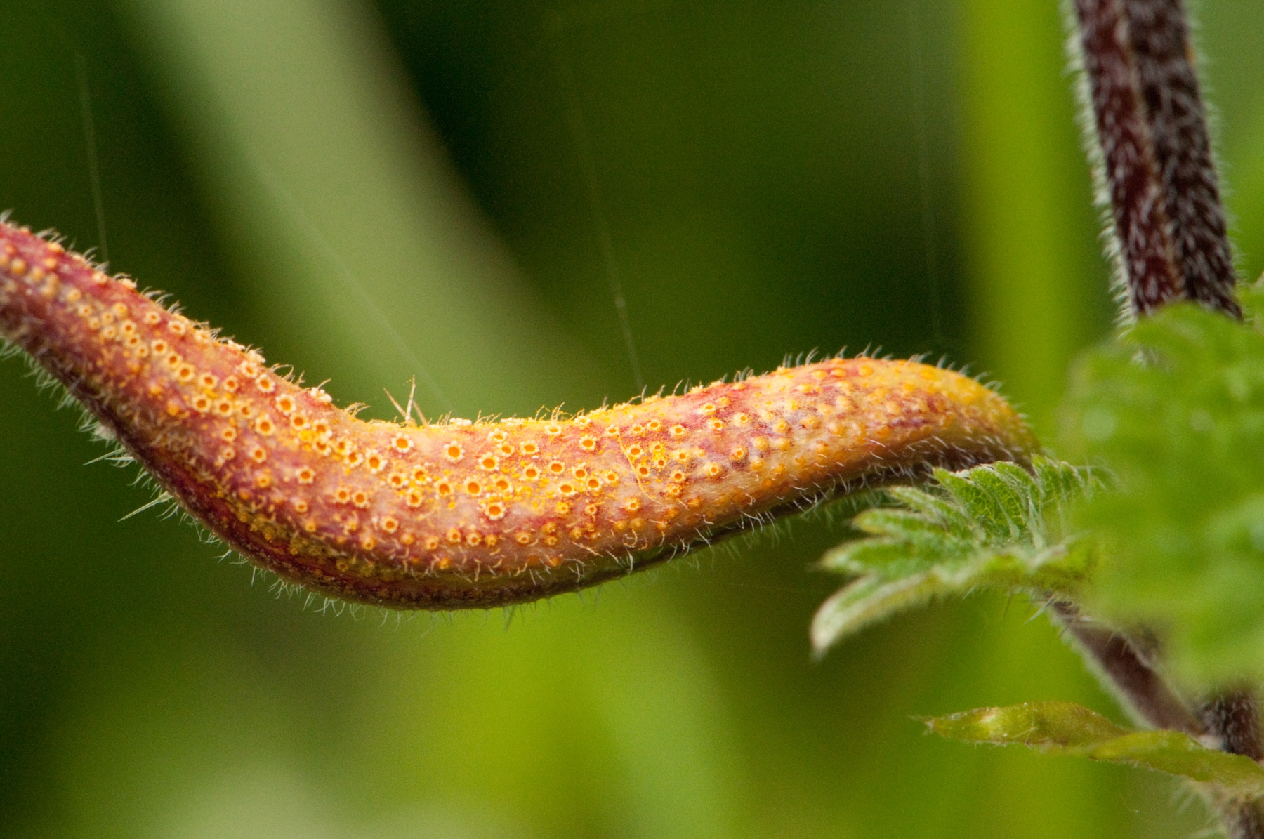 Nettle Rust - Puccinia urticata, North Anston Pit Tip.