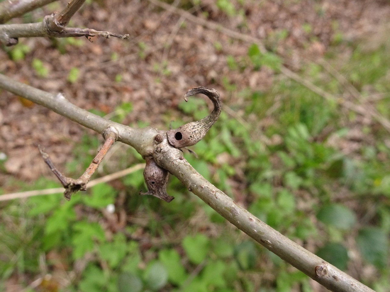 Andricus aries-old gall after wasp has emerged Wadworth Wood