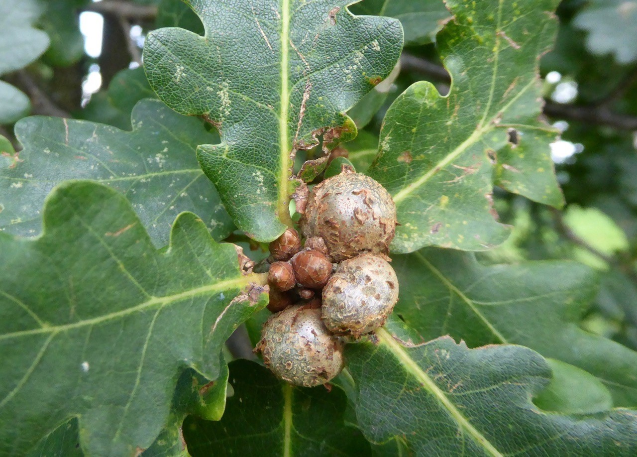 Asexual generation of Andricus lignicolus Cola nut gall Potteric Carr on Pedunculate Oak