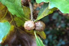 Asexual generation of Andricus lignicolus Cola nut gall Sandal Park, Doncaster on Sessile Oak