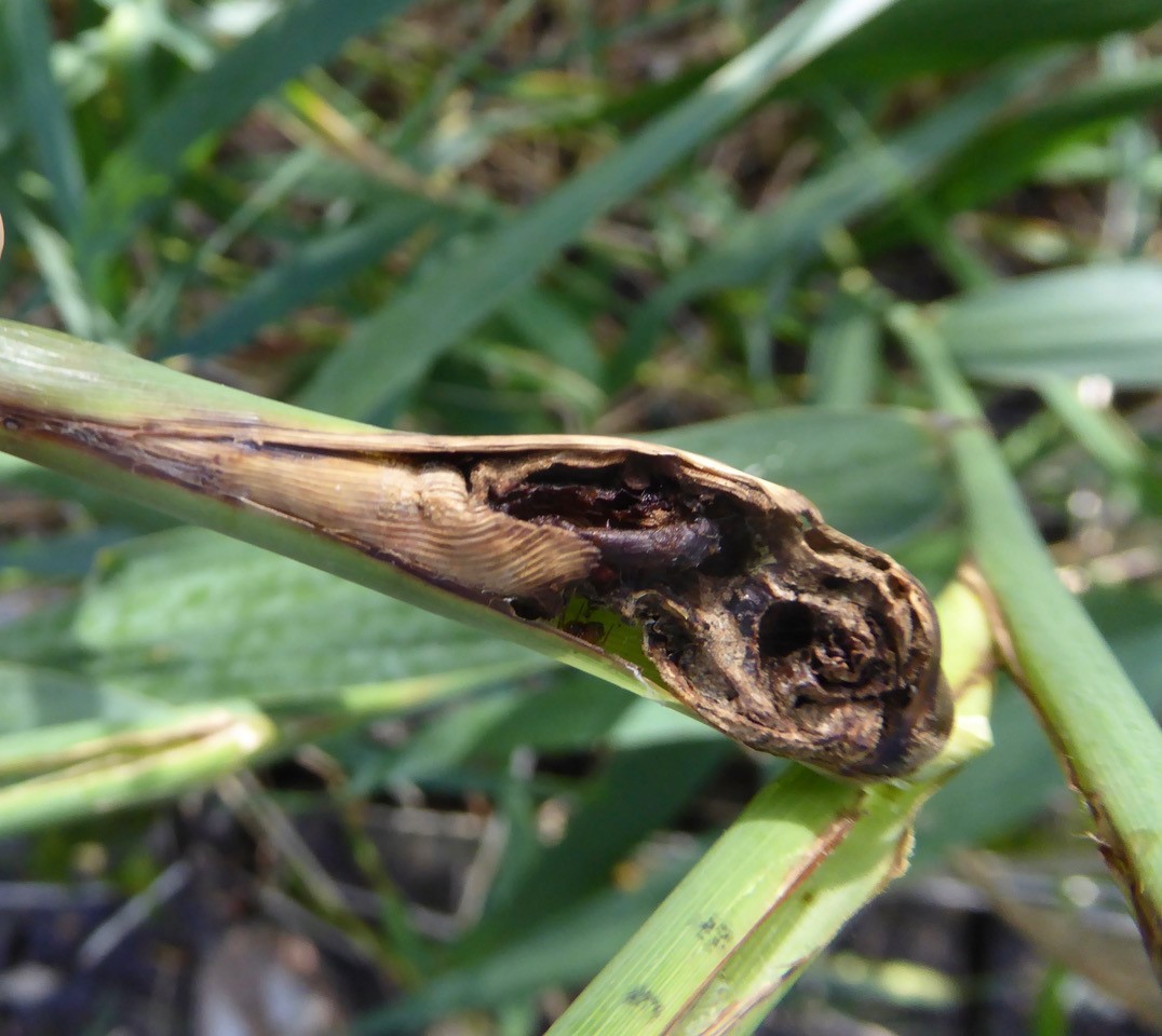Lipara lucens Cigar Gall on Common Reed, Angler's Country Park