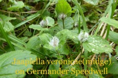 Jaapiella veronicae on Germander Speedwell.