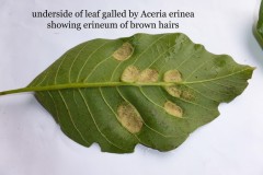 Aceria erinea (mite) on Walnut, Near Go Outdoors at Littleworth Lane, Rossington