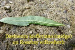 Dasineura kiefleriana (midge) on Rosebay Willowherb