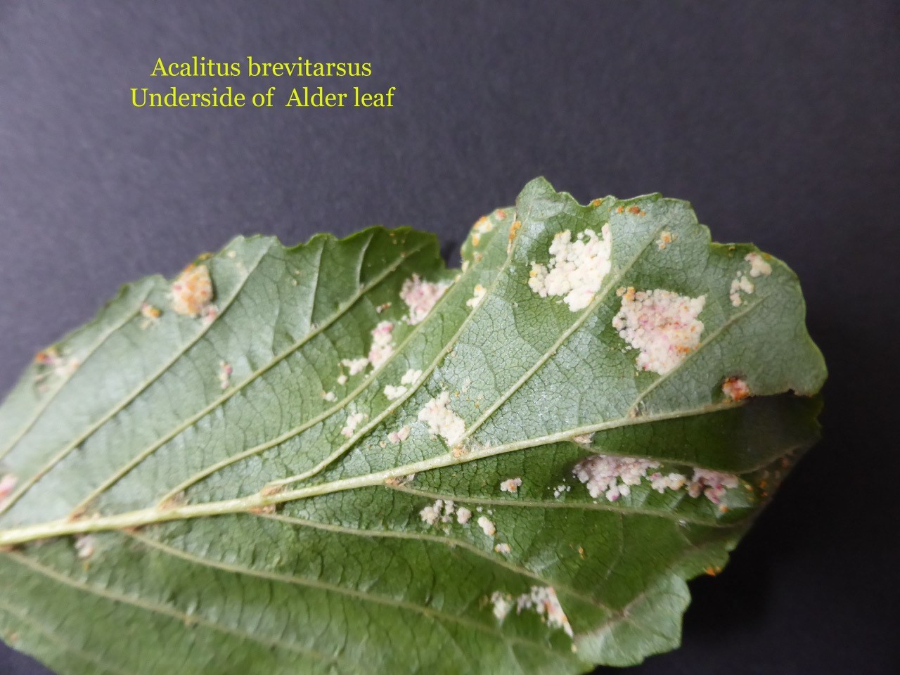 Acalitus brevitarsus showing underside of leaf, caused by a mite