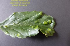 Acalitus brevitarsus showing uppererside of leaf, caused by a mite