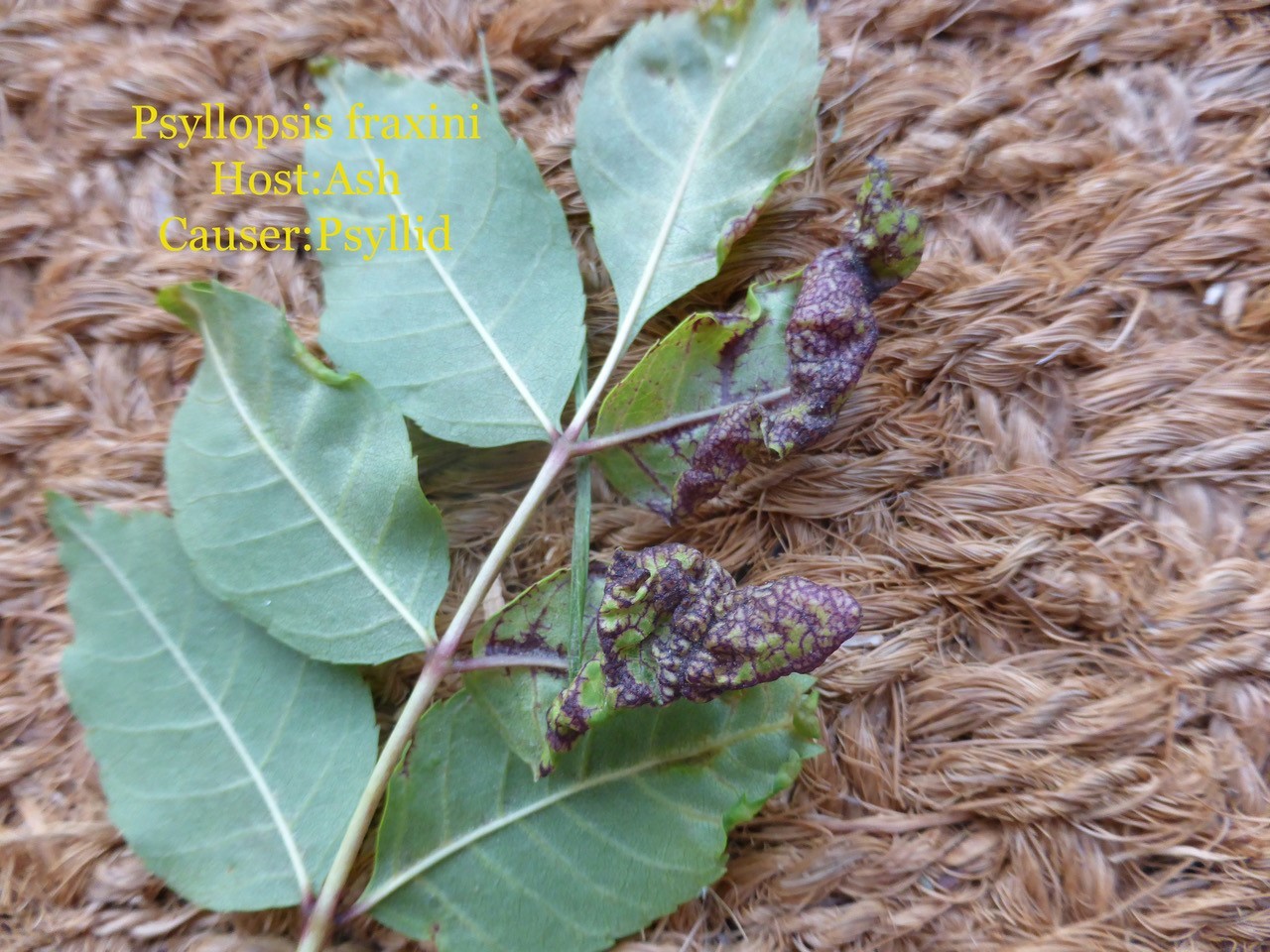 Psyllopsis fraxini causing Purple veined rolls, Shirebrook Nature Reserve.