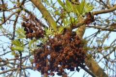 Aceria fraxinivora , cauliflower gall mite on flower clusters, Grove Park, Doncaster.ter