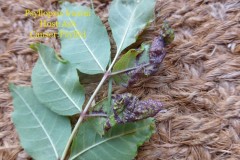 Psyllopsis fraxini causing Purple veined rolls, Shirebrook Nature Reserve.