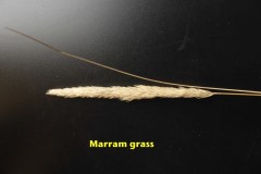 Marram Grass (Ammophila arenaria), Spurn Point