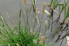 Meadow Foxtail (Alopecurus pratensis), Upton Country Park
